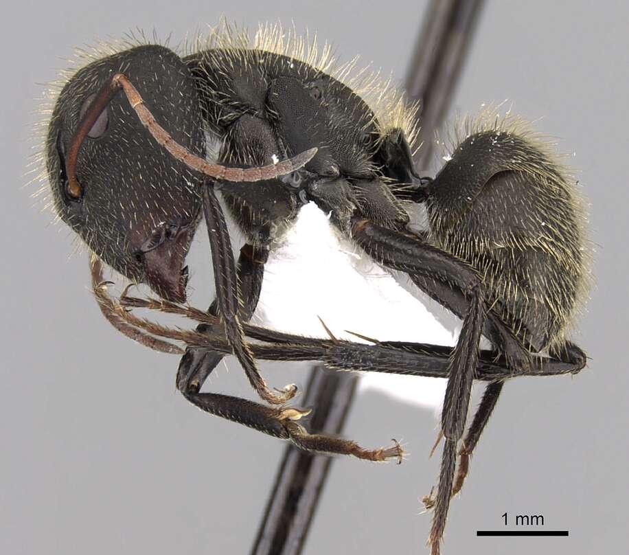 Plancia ëd Camponotus mus Roger 1863