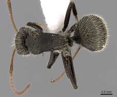 Image de Camponotus mus Roger 1863