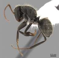 Image of Camponotus mus Roger 1863