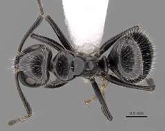 Plancia ëd Camponotus elevatus Forel 1899