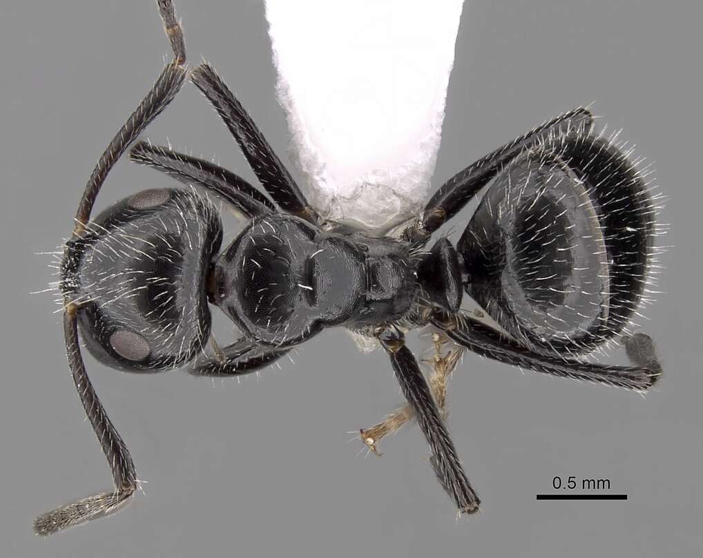 Plancia ëd Camponotus elevatus Forel 1899