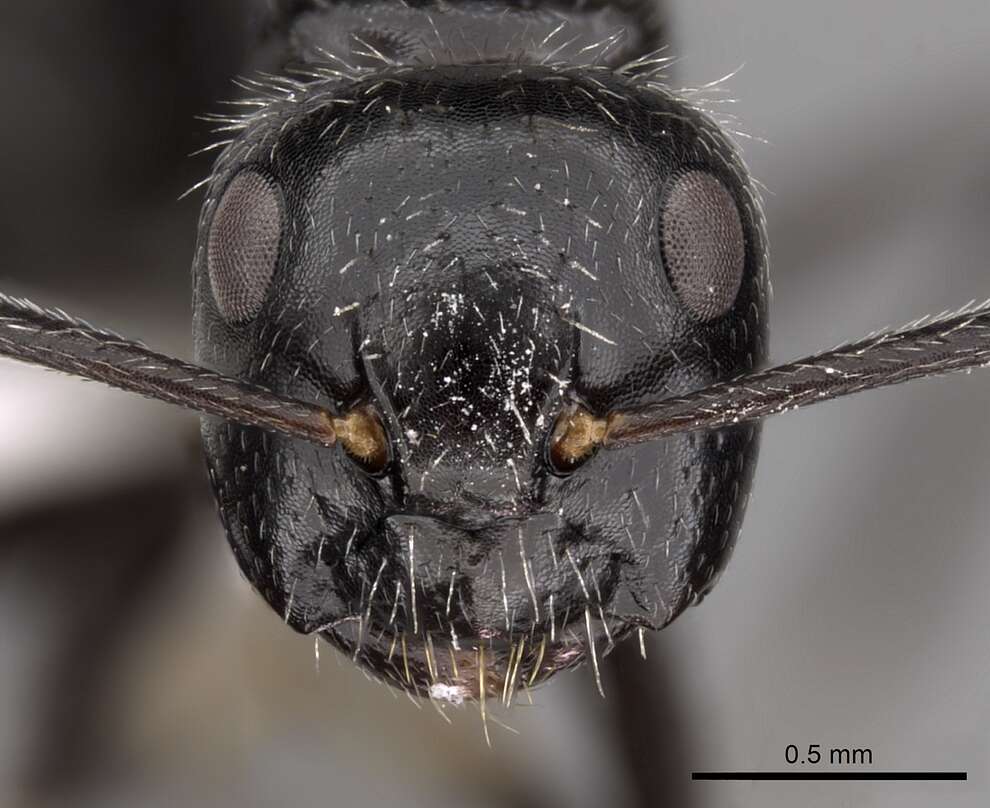 Plancia ëd Camponotus elevatus Forel 1899