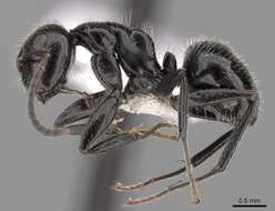 Plancia ëd Camponotus elevatus Forel 1899