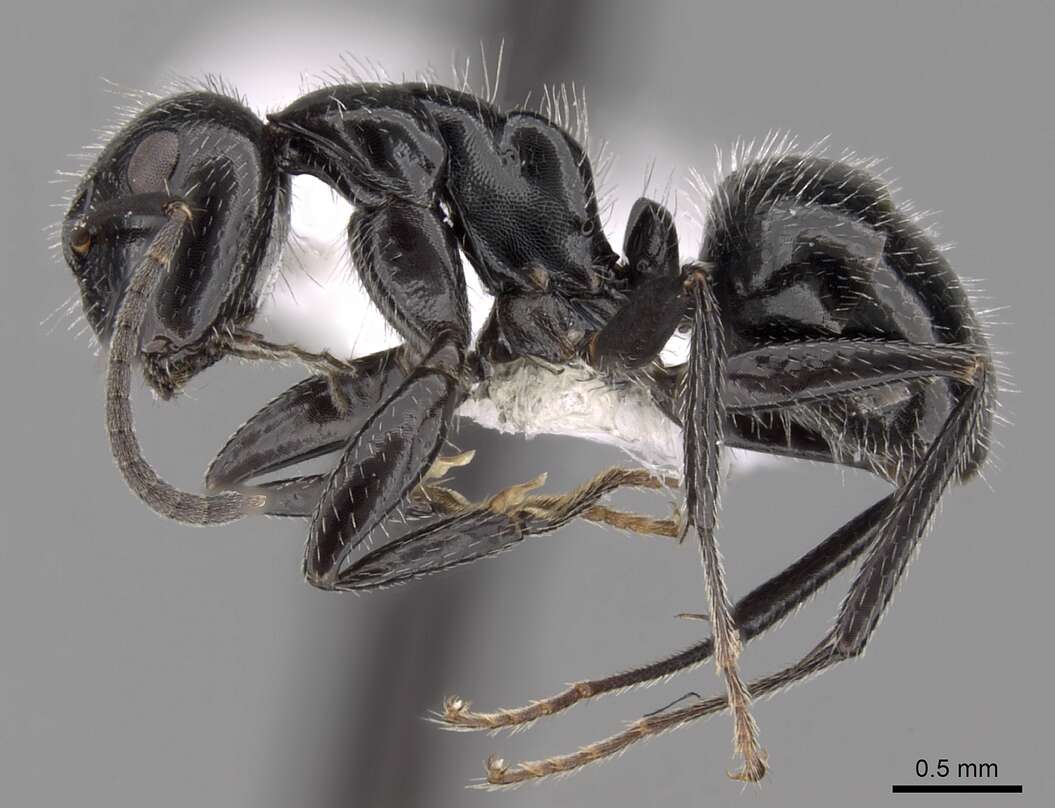 Image of Camponotus elevatus Forel 1899