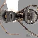 Image of Camponotus burtoni Mann 1916