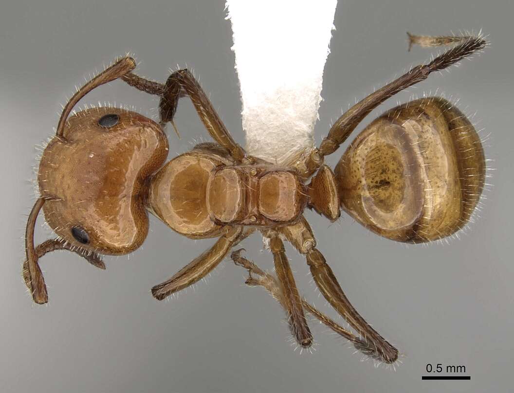 Image of Camponotus dimorphus Emery 1894