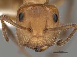 Image of Camponotus dimorphus Emery 1894