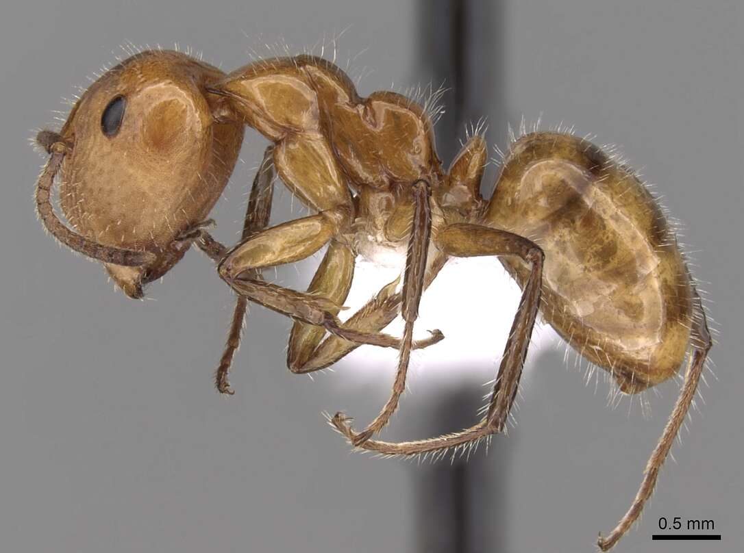 Image of Camponotus dimorphus Emery 1894