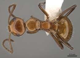 Image of Camponotus dimorphus Emery 1894