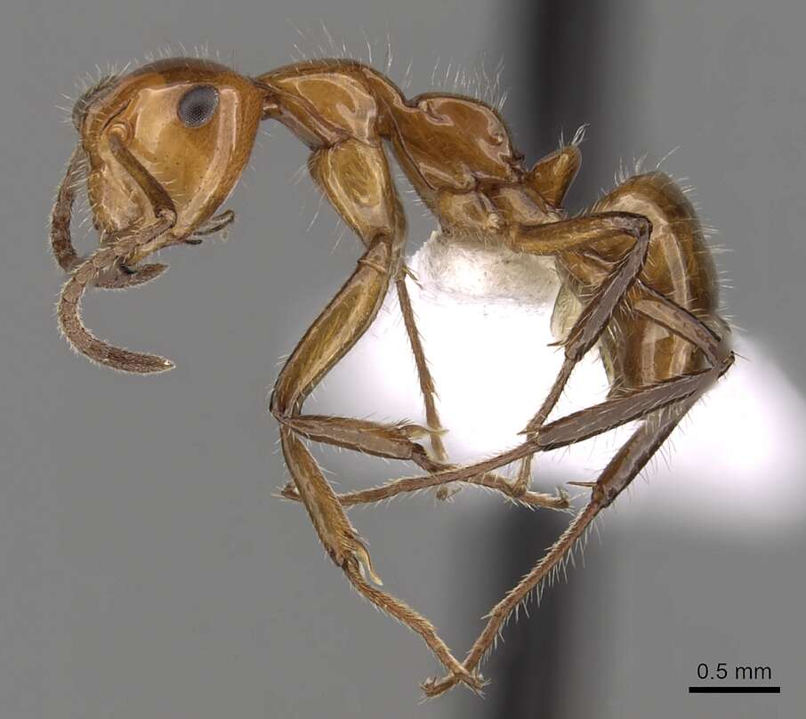 Image of Camponotus dimorphus Emery 1894