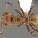 Image of Camponotus pittieri Forel 1899