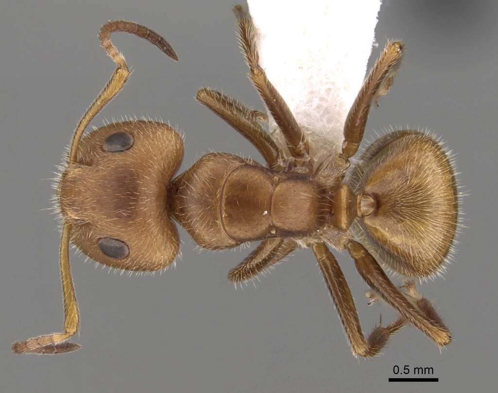 Image of Camponotus pittieri Forel 1899