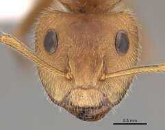 Image of Camponotus pittieri Forel 1899