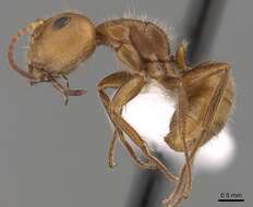 Image of Camponotus pittieri Forel 1899