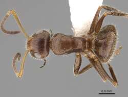 Image of Camponotus pittieri Forel 1899