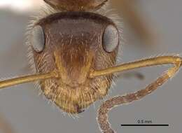 Image of Camponotus pittieri Forel 1899