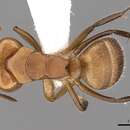 Imagem de Camponotus latangulus Roger 1863