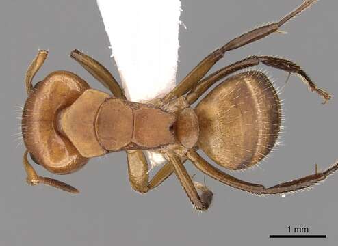 Imagem de Camponotus latangulus Roger 1863