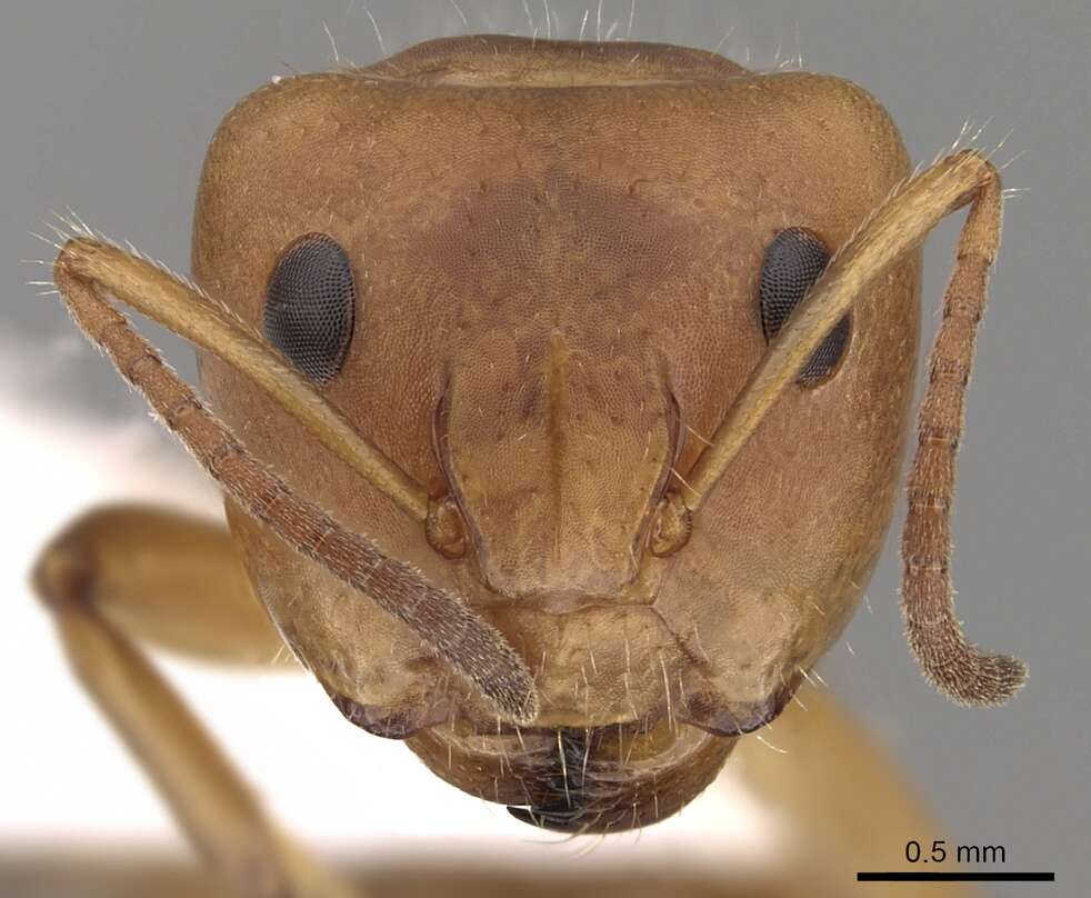 Imagem de Camponotus latangulus Roger 1863