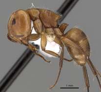 Imagem de Camponotus latangulus Roger 1863