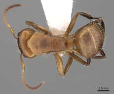 Imagem de Camponotus latangulus Roger 1863