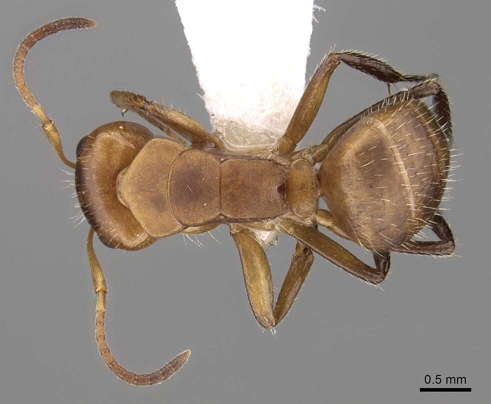 Imagem de Camponotus latangulus Roger 1863