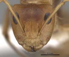 Imagem de Camponotus latangulus Roger 1863