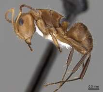 Imagem de Camponotus latangulus Roger 1863