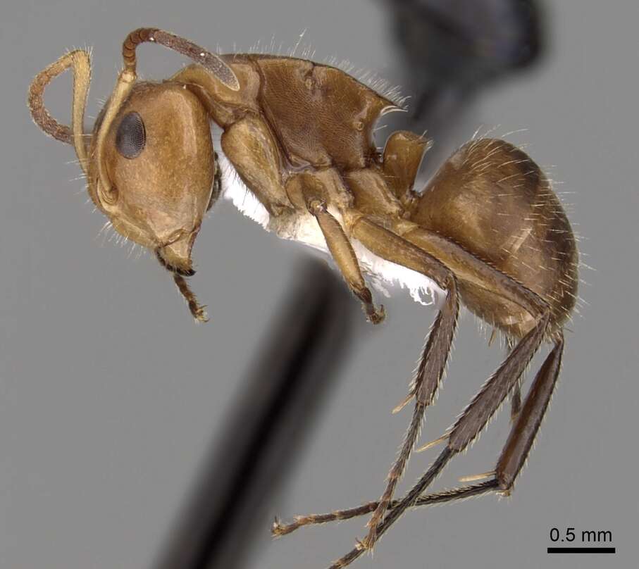 Imagem de Camponotus latangulus Roger 1863