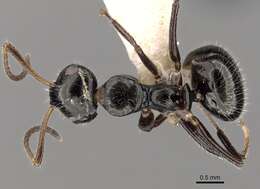 Image of Camponotus raphaelis Forel 1899