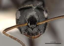 Image de Camponotus raphaelis Forel 1899
