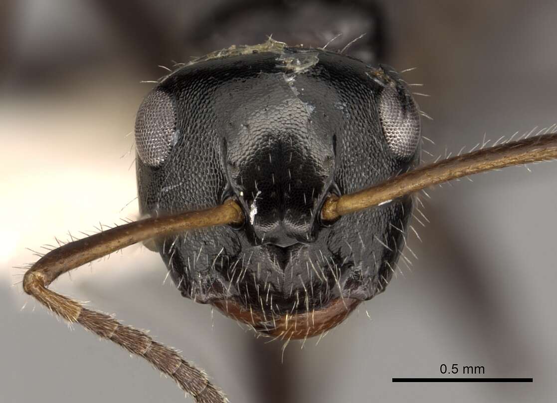 Image of Camponotus raphaelis Forel 1899