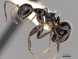 Image of Camponotus raphaelis Forel 1899