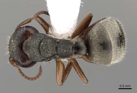 Plancia ëd Camponotus mucronatus Emery 1890