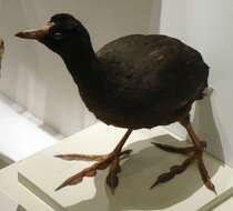 Image of Giant Coot