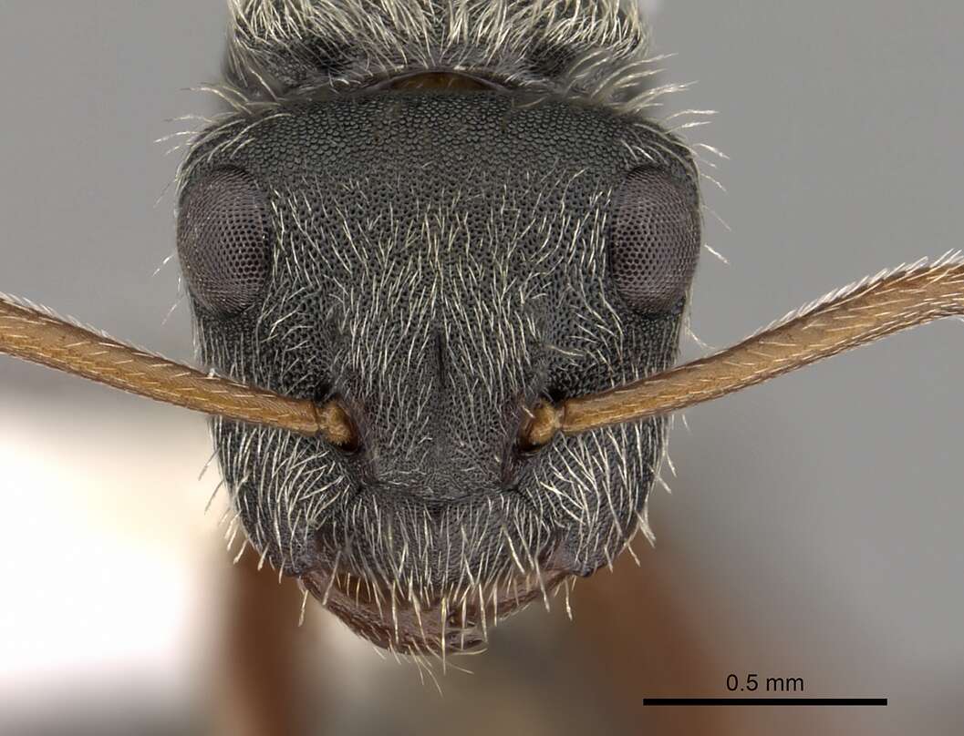 Image of Camponotus mucronatus Emery 1890