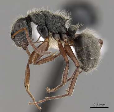 Plancia ëd Camponotus mucronatus Emery 1890