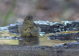 Image of Orange-crowned Warbler