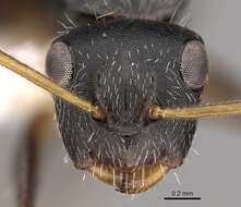 Image of Camponotus sanctaefidei Dalla Torre 1892