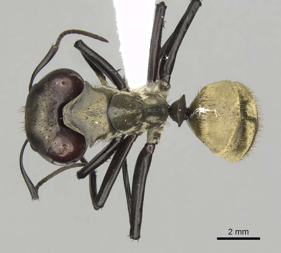 Image of Camponotus sericeiventris (Guerin-Meneville 1838)