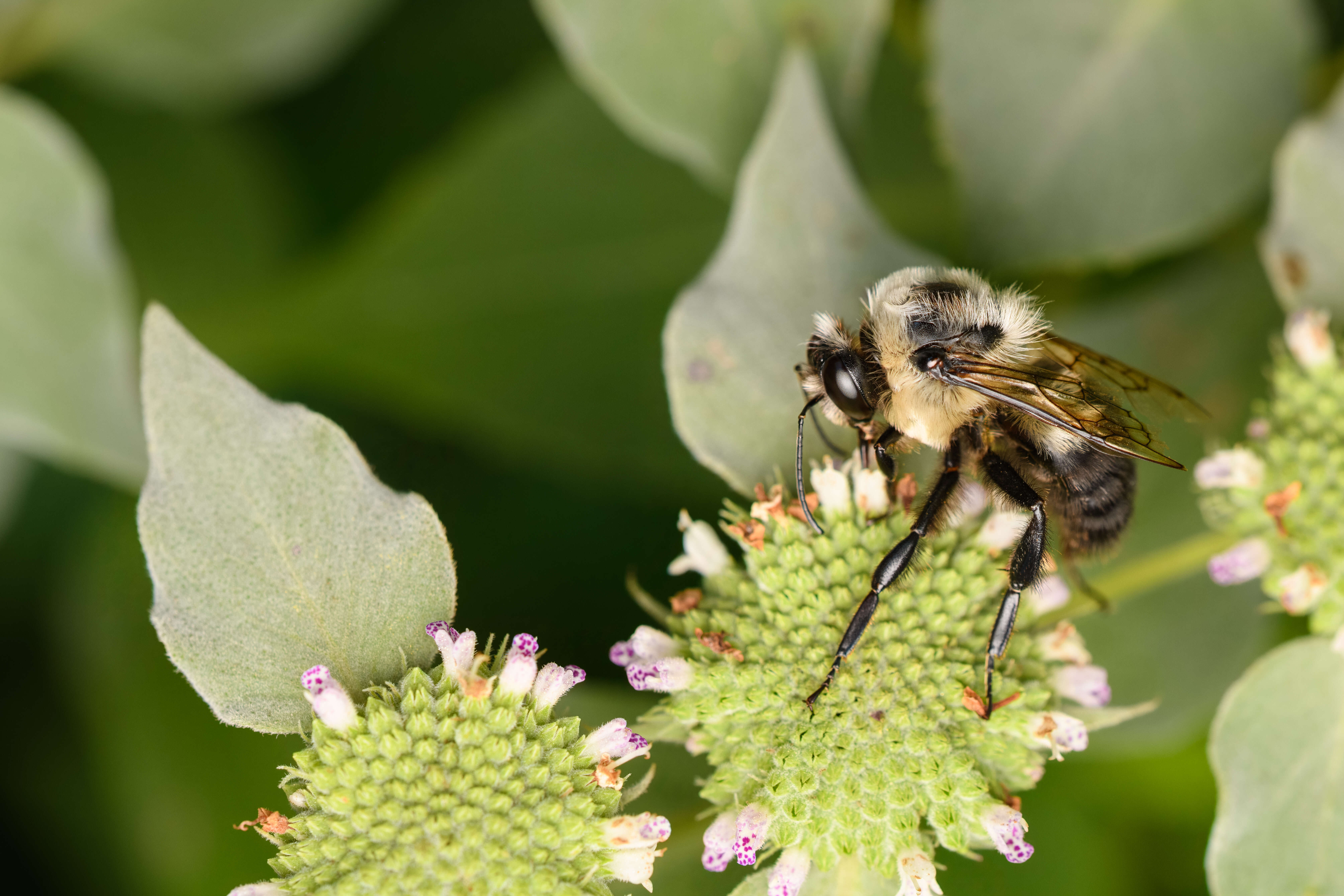 Image of Brown-belted Bumblebee