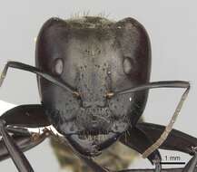 Image of Camponotus sericeiventris (Guerin-Meneville 1838)