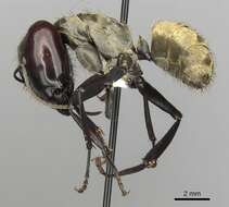 Image of Camponotus sericeiventris (Guerin-Meneville 1838)