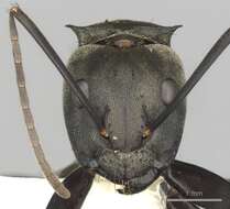 Image of Camponotus sericeiventris (Guerin-Meneville 1838)