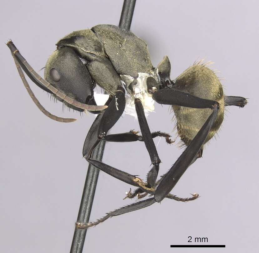 Image of Camponotus sericeiventris (Guerin-Meneville 1838)