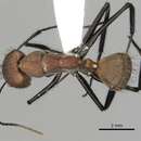 Image de Camponotus mocsaryi Forel 1902