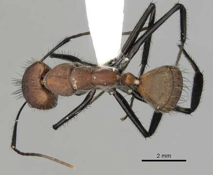 Слика од Camponotus mocsaryi Forel 1902