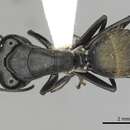 Image of Camponotus aeneopilosus Mayr 1862
