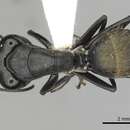 Image de Camponotus aeneopilosus Mayr 1862