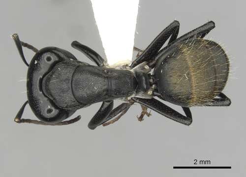 Camponotus aeneopilosus Mayr 1862的圖片